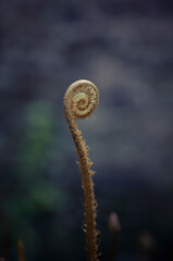 close up of fern leaf