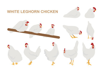 White Leghorn Chickens  - obrazy, fototapety, plakaty