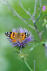 butterfly on flower