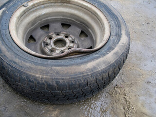 Bent steel rim on a wheel with winter tires. Damaged steel. Wheel with bent steel rim. Car...