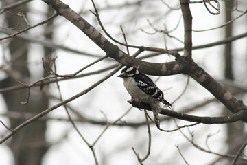 woodpecker on tree
