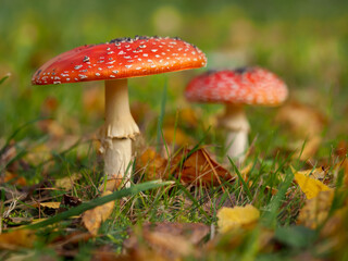 Fly agaric, Amanita muscaria in natural habitat, close up on blurred background, a species of...