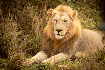 portrait of a lion in the sun