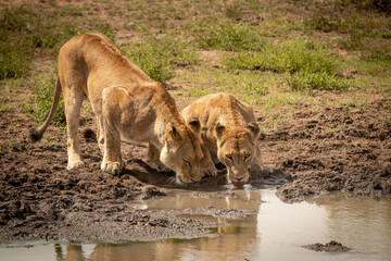 lion drinking at the water