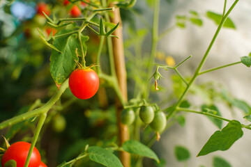 Red and green tomatoes ripen on a branch