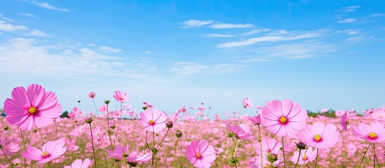 Tourists can witness the full bloom of cosmos flowers in fields - obrazy, fototapety, plakaty