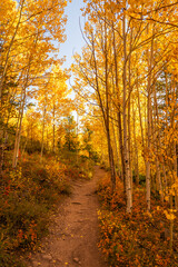 Autumn morning aspen forest trail 