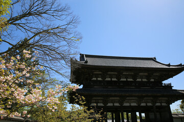 Fototapeta premium 仁和寺の桜と仁王門