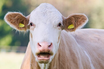 Close-up portrait of surprised cow on the pasture. Funny animal photo. Surprise expression and...