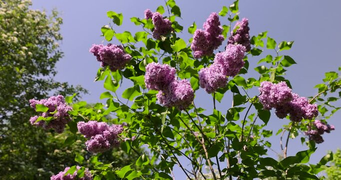 lilac trees during spring flowering , lilac flowers during flowering in spring park