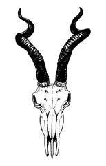 Antelope skull vector illustration © Renee