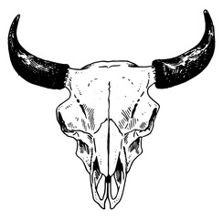 Bison skull vector illustration © Renee