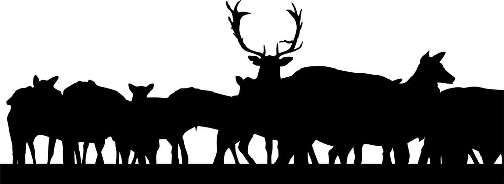 ciervo, animal, silueta, naturaleza, venados