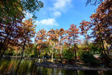 Landscape with many large green, yellow, orange and red old bald cypress trees near the lake in a...