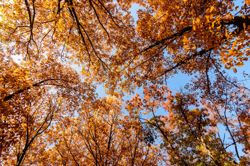 Vivid orange, yellow and brown leaves of oak tree towards clear blue sky in a garden during a sunny autumn day, beautiful outdoor background photographed with soft focus.