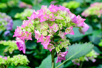 Fototapeta premium Magenta pink hydrangea macrophylla or hortensia shrub in full bloom in a flower pot, with fresh green leaves in the background, in a garden in a sunny summer day.