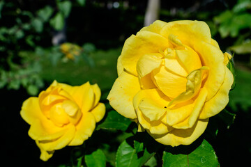 Close up of one large and delicate vivid yellow rose in full bloom in a summer garden, in direct sunlight, with blurred green leaves in the background.