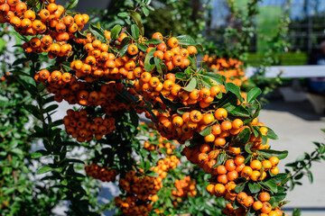 Fototapeta na wymiar Small yellow and orange fruits or berries of Pyracantha plant, also known as firethorn in a garden in a sunny autumn day, beautiful outdoor floral background photographed with soft focus