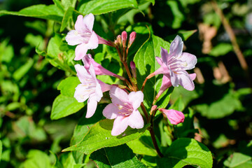 Close up of delicate white Weigela florida plant with flowers in full bloom in a garden in a sunny spring day, beautiful outdoor floral background photographed with soft focus.