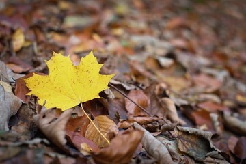Autumnal background - fallen maple leaf.
