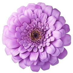 a pink flower (lilac and Zinnia) isolated on a transparent background, with a PNG cutout or clipping path - obrazy, fototapety, plakaty