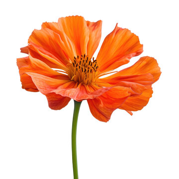 a single orange Cosmos bipinnate flower , isolated on a white background. Close-up macro of an ornamental Cosmos flower , isolated on a transparent background