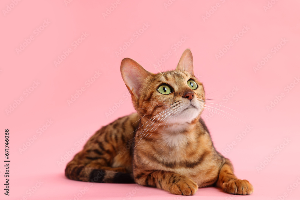 Wall mural Cute Bengal cat on pink background. Adorable pet