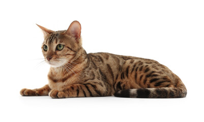 Obraz premium Cute Bengal cat on white background. Adorable pet