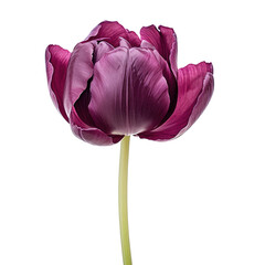a single blossom dark purple tulip flower, front view,  isolated on a transparent background. PNG cutout or clipping path.
