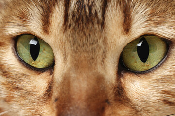 Macro photo of cat with beautiful eyes. Cute pet
