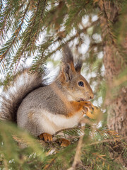 The squirrel with nut sits on tree in the winter or late autumn