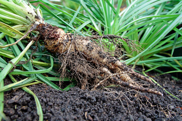 Harvest of oat root (Tragopogon porrifolius) in November after 230 days of cultivation