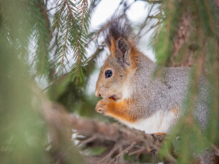 The squirrel with nut sits on tree in the winter or late autumn