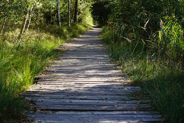 Bretterweg Holzweg Holzbohlen in den Wald führend
