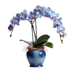 blue orchids in blue ceramic  vase, potted indoor ornamental plant (Phalaenopsis, Cattleya, Vanda), in pot, isolated on a transparent background. PNG cutout or clipping path.