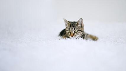 Fototapeta premium Little kitten on a white blanket. Kitty three months 