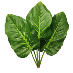 Obraz premium anthurium or tropical plant leaves, isolated on a transparent background. PNG cutout or clipping path.