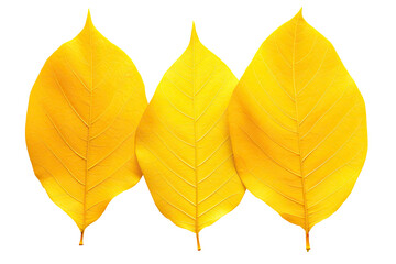 a Yellow autumn leave isolated on a transparent background. PNG cutout or clipping path.