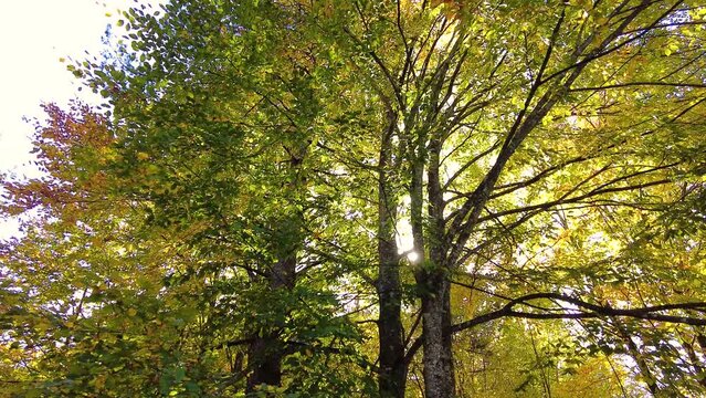 Beautiful autumn colors in forest. sun shining among autumn trees