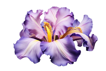 blossoming iris flower close-up, isolated on a transparent background. PNG, cutout, or clipping path.