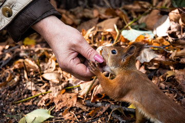 Feeding small squirrel from hand. Woman holding walnut in her hand