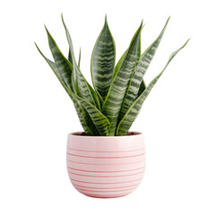 a potted indoor sansevieria houseplants in a variety of decorative pink pots, isolated on a transparent background. PNG, cutout, or clipping path.