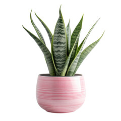 a  potted indoor sansevieria houseplant in a variety of decorative pink pot, isolated on a transparent background. PNG, cutout, or clipping path.