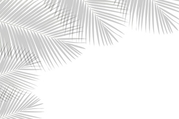 Realistic shadow of palm leaves on white background. Tropical leaves shadow. Transparent shadow overlay effect. Vector illustration