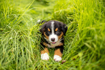 Dog Bernese Mountain Dog puppy lies in the grass. Pet walk in the park. Animal protection concept with copy space for text.