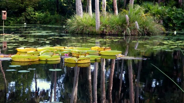 Giant lily pads with water lily flowers in lagoon. Surrounded by grass and bushes. Panning across pond