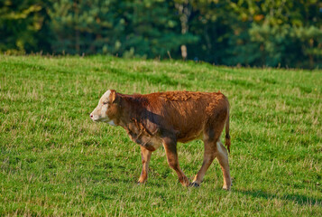 One hereford cow standing alone on farm pasture. One hairy animal against green grass on remote farmland and agriculture estate. Raising free range organic cattle, grass fed diary farming industry