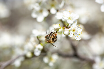 Bee on a flower of the white cherry blossoms. White flowers bloom in the trees. Spring landscape with blooming sakura tree. Beautiful blooming garden on a sunny day. Copy space for text.