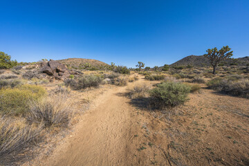 hiking the lost horse mine loop trail in joshua tree national park, california, usa