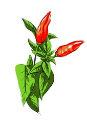 Chili plant illustration in sketching style